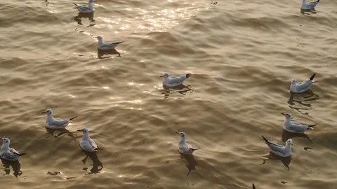 Seagulls floating on wave soft sea  water surface. Stock Footage 124103602