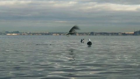 Seagulls Floating on the Waves Stock Footage 72850166