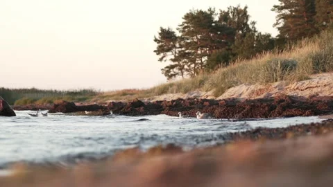 Seagulls floating on the waves at a natural beach of the baltic sea Stock Footage 244115493
