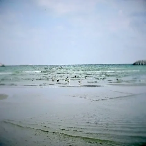 Seagulls Flock On Beach fly away Stock Footage 69457010