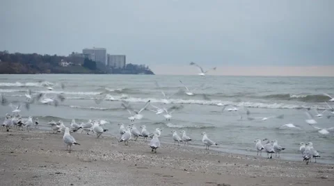 Seagulls flock on beach Video stock 57874013