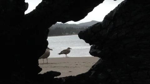 Seagulls Flock To Beach Shot Through Driftwood Window Video stock 121221480