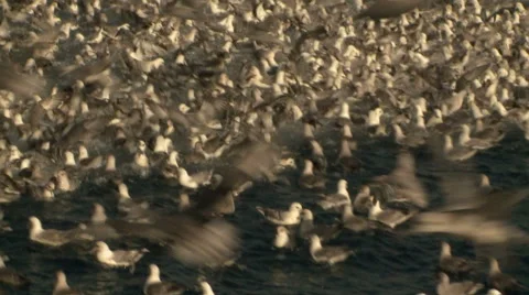 Seagulls flock to fish waste from the ship Stock Footage 63120366