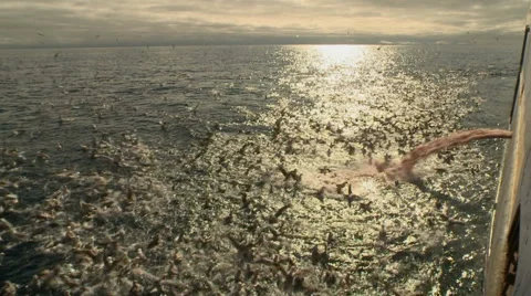 Seagulls flock to fish waste from the ship Stock Footage 63120553