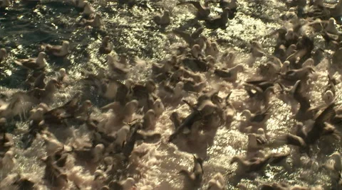 Seagulls flock to fish waste from the ship Stock Footage 63120746