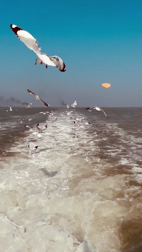 Seagulls Flock Following Speedboat While Passengers Feeding Birds from Boat Stock Footage 332444239