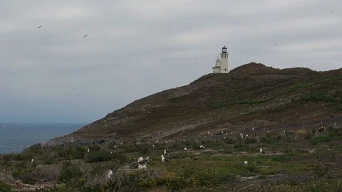 Seagulls Flock On Island With Lighthouse Stock Footage 108404817