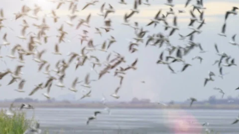 Seagull's Flock on the Lake Video stock 99645942
