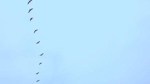 Seagulls Flock s flying high in a row enter and exit the frame seen from bel Stock Footage 222701970