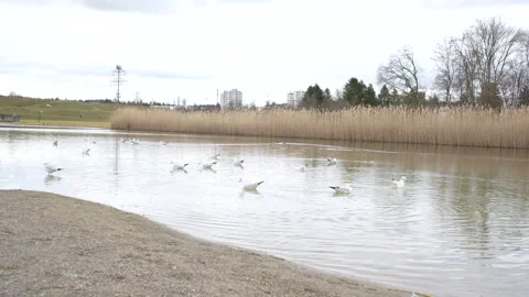 Seagulls Flocking in a Serene Pond Stock Footage 245374648