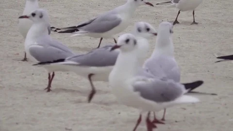 Seagulls flocking walking on sandy beach close-up HD video. Gull birds flock Stock Footage 74729444