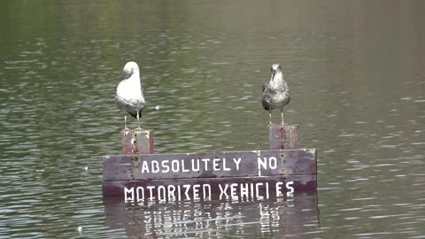 Seagulls in a flood Stock Footage 265341153
