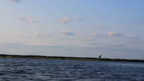 Seagulls fly above the water Video stock 80456469