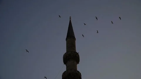Seagulls fly against the backdrop of a mosque in Istanbul Stock Footage 100080405