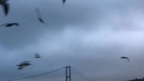 Seagulls fly against the background of the bridge across the Bosphorus, sambul Stock Footage 210511930