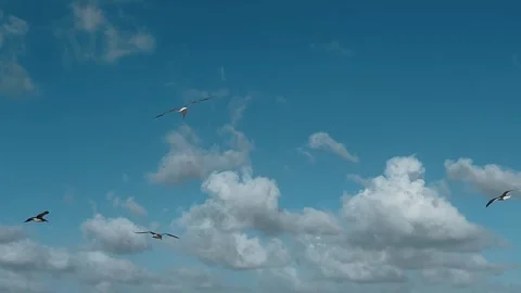 Seagulls that fly against the sky with clouds Stockbeeldmateriaal 255485085