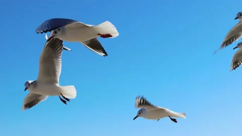 Seagulls fly in the air, close to the camera Stock Footage 233519202