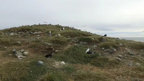 Seagulls fly around the hill Stock Footage 100614730