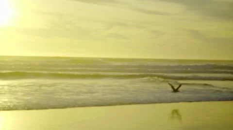 Seagulls fly away from camera Stock Footage 59865956