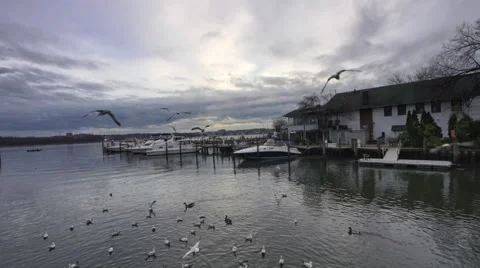 Seagulls Fly Away Stock Footage 57637580