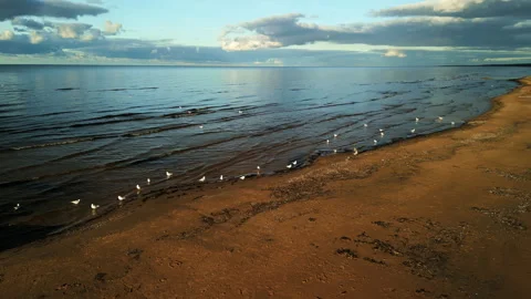 Seagulls fly away when drone aproaches them at baltic sea aerial Vídeo Stock 320022829