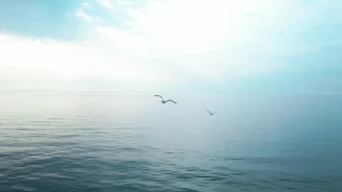 Seagulls fly on the background of the sky over the sea Stock Footage 255021563