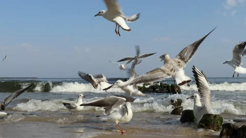 Seagulls fly by the Baltic sea Stock Footage 210205237