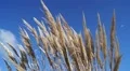 Seagulls fly behind dry reeds against a blue sky on a sunny day HD Footage