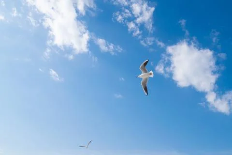 Seagulls fly in the blue sky. Birds in flight. Stock Photos