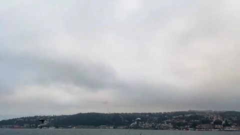 Seagulls fly in the Bosphorus Bay slow motion. A flock of hungry seagulls fly in Video stock 208936624