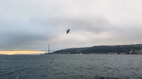 Seagulls fly in the Bosphorus Bay slow motion. A flock of hungry seagulls fly in Stock Footage 210511558