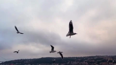 Seagulls fly in the Bosphorus Bay slow motion. A flock of hungry seagulls fly in Stock Footage 210511602
