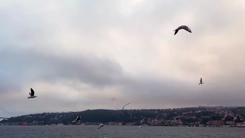 Seagulls fly in the Bosphorus Bay slow motion. A flock of hungry seagulls fly in Stock-Footage 224936170