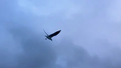 Seagulls fly in the Bosphorus. A flock of hungry seagulls flies in search of Stock Footage 201152973