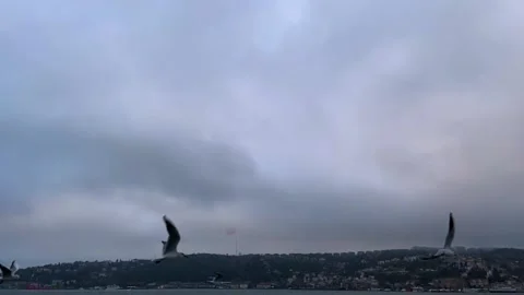 Seagulls fly in the Bosphorus. A flock of hungry seagulls flies in search of Video stock 201890490