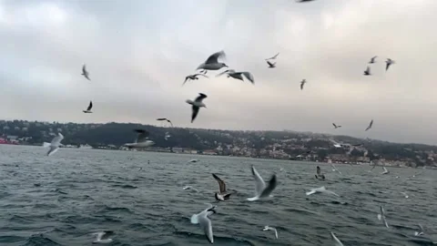 Seagulls fly in the Bosphorus. A flock of hungry seagulls flies in search of Stock Footage 201890515