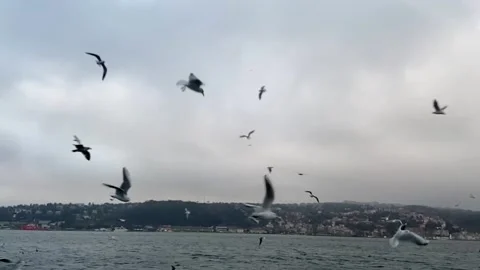 Seagulls fly in the Bosphorus. A flock of hungry seagulls flies in search of Stock Footage 202114338