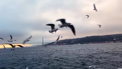 Seagulls fly in the Bosphorus. A flock of hungry seagulls flies in search of Stock Footage 204854211