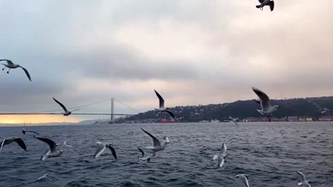 Seagulls fly in the Bosphorus. A flock of hungry seagulls flies in search of Stock Footage 208936692