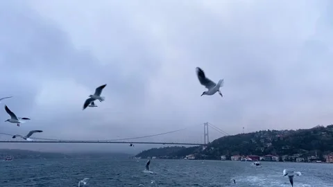 Seagulls fly in the Bosphorus. A flock of hungry seagulls flies in search of Stock Footage 218464271