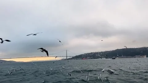 Seagulls fly in the Bosphorus. A flock of hungry seagulls flies in search of Stock-Footage 224936040