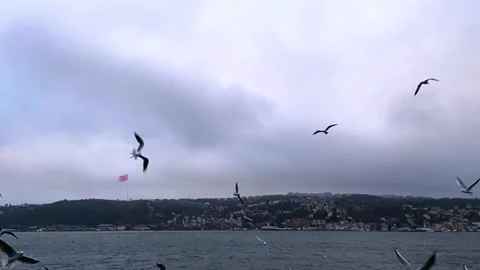 Seagulls fly in the Bosphorus. A flock of hungry seagulls flies in search of Stock-Footage 230507207