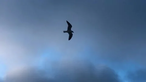 Seagulls fly in the Bosphorus. A flock of hungry seagulls flies in search of Stock Footage 231579477
