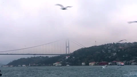 Seagulls fly in the Bosphorus. A flock of hungry seagulls flies in search of Stock Footage 231898485