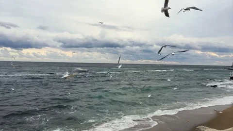 Seagulls fly in the cloudy sky on the beach Stock Footage 81661471
