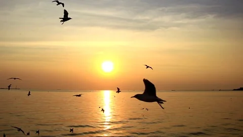 Seagulls fly in the evening sea Stock Footage 73548193