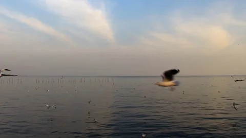 Seagulls fly in the evening sea. Stock Footage 73548433