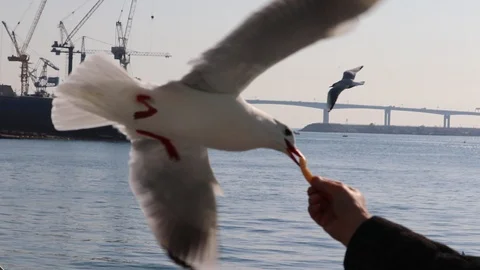 Seagulls fly fast to eat snacks. Video stock 101658958