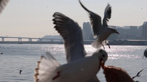 Seagulls fly fast to eat snacks. Stock Footage 101659227