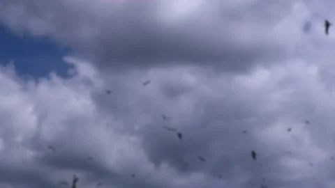 Seagulls fly in flocks 스톡 동영상 188825081